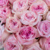25 Пионовидных Роз Pink Ohara (50 см.)