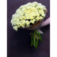 19 Кремовых Кустовых Хризантем