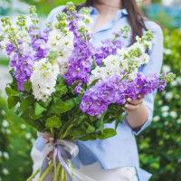 11 Белых и Фиолетовых Маттиол 11 Белых и Фиолетовых Маттиол